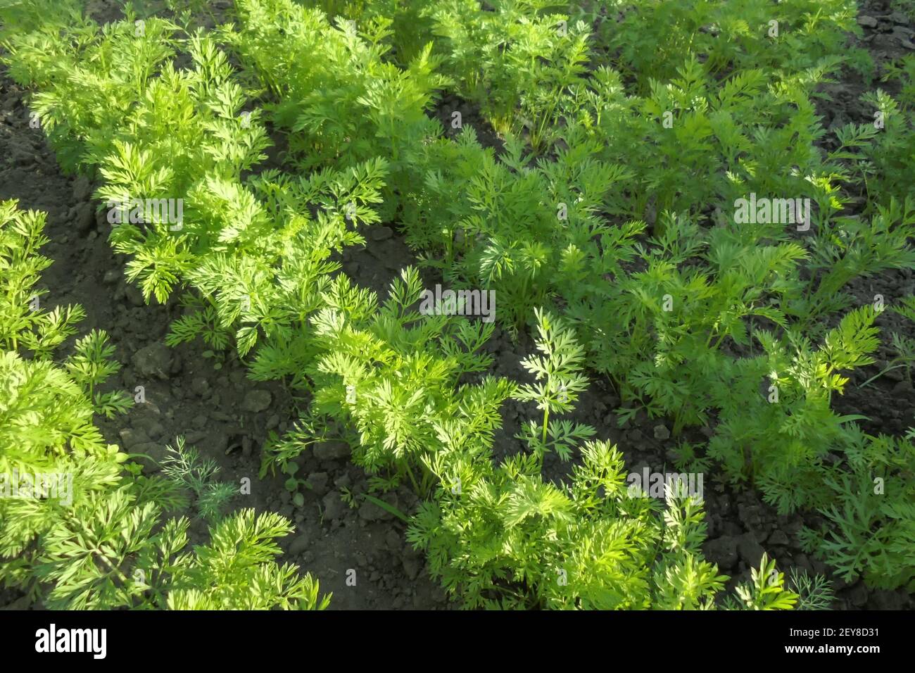 un letto di carote verdi giovani che crescono in file dentro un orto illuminato dal sole Foto Stock