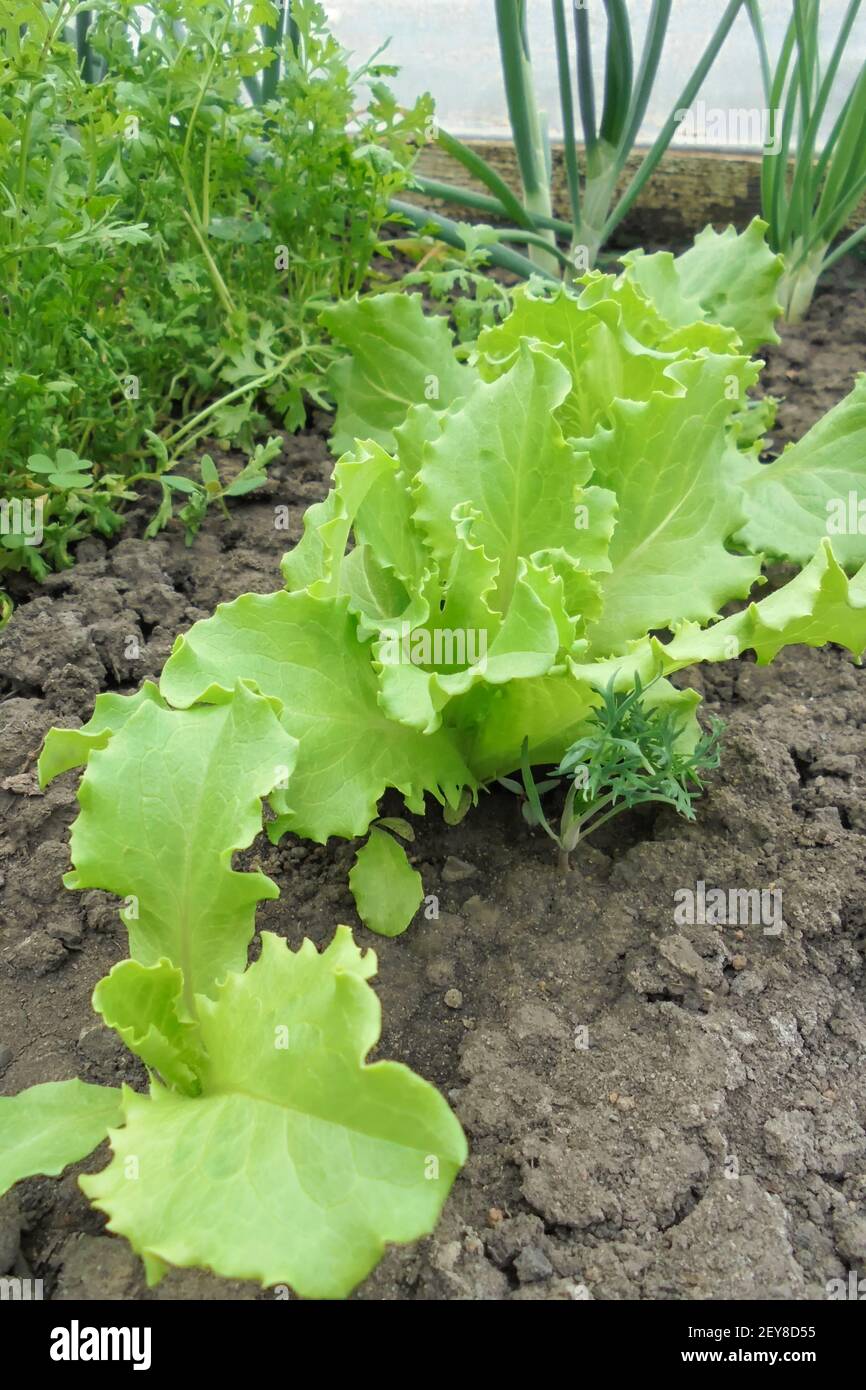 insalata di ricci verde succosa nel giardino accanto alle cipolle e cress nella serra Foto Stock