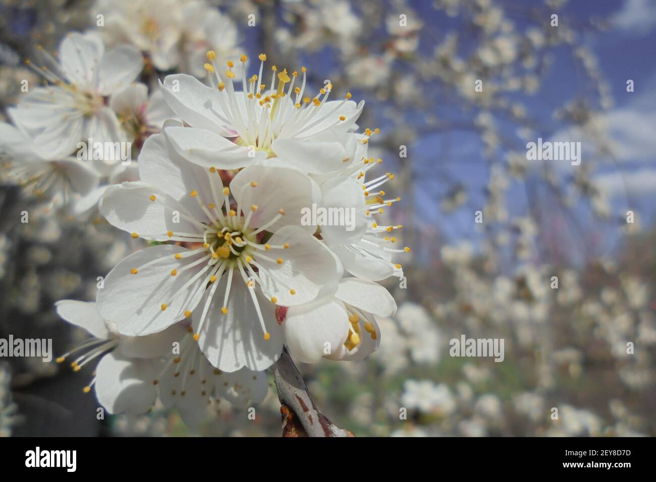 bellissimi fiori bianchi su un ramo di ciliegia in fiore una giornata di sole in primavera su uno sfondo sfocato Foto Stock