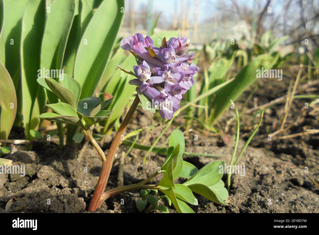 Corýdalis cáva Primula foresta primaverile con fiori viola Foto Stock