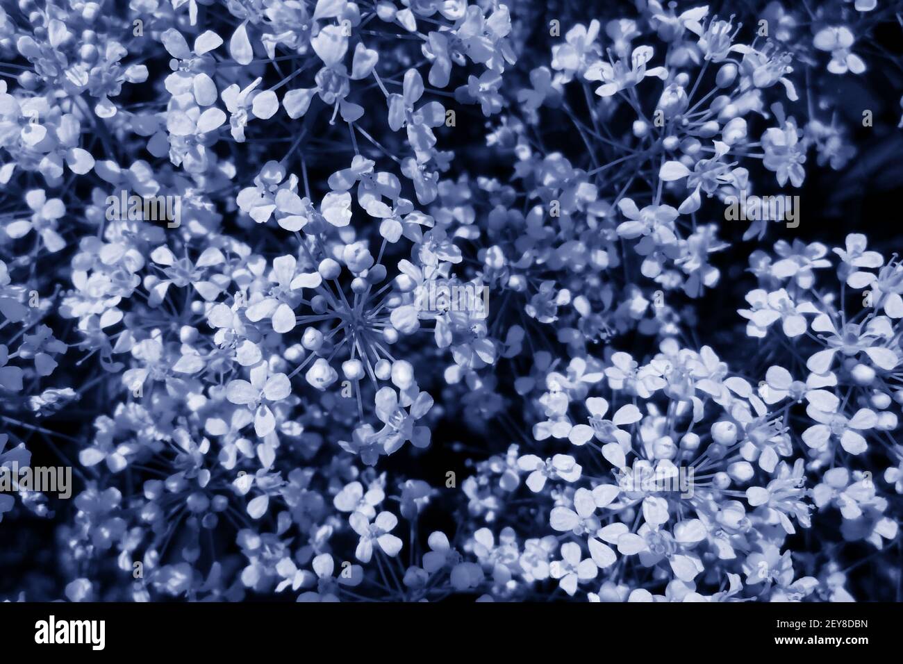 sfocato sfondo floreale luce fiori piccoli su sfondo viola blu Foto Stock