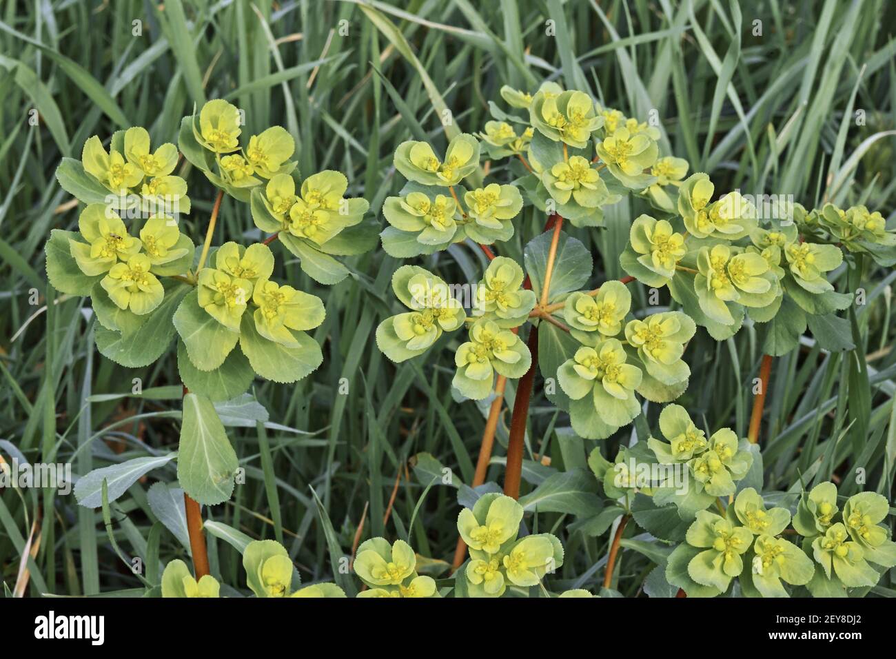 Piante di sprite solare, fiori e frutti non maturi, Euphorbia elioscopia, Euphorbiaceae Foto Stock