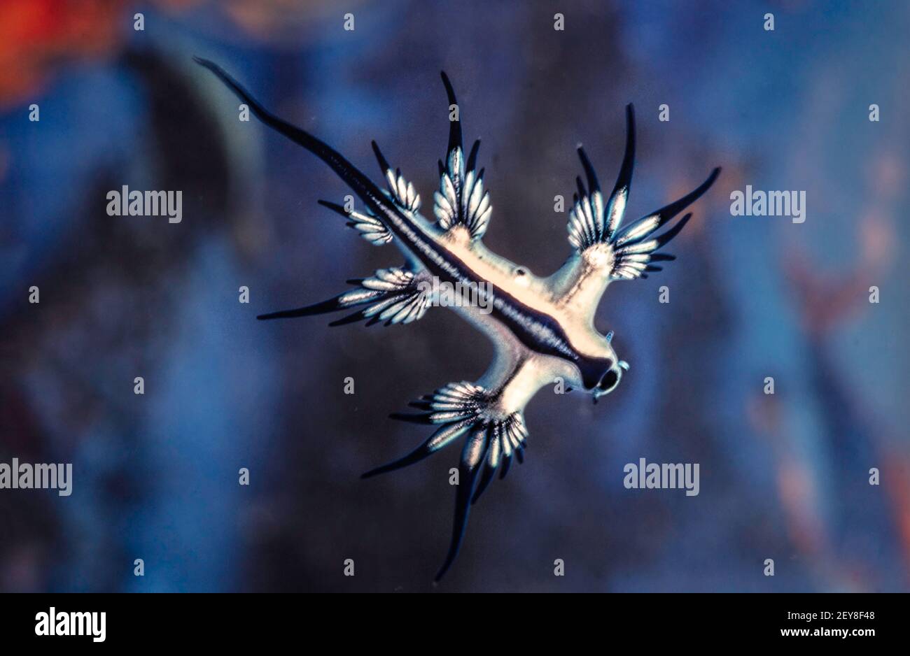 Questo nudirameno, Glaucus atlanticus, è anche noto come il glauca blu o deglutire di mare. Questi nudibranchi pelagici mangiano meduse uomo-o-guerra. Foto Stock