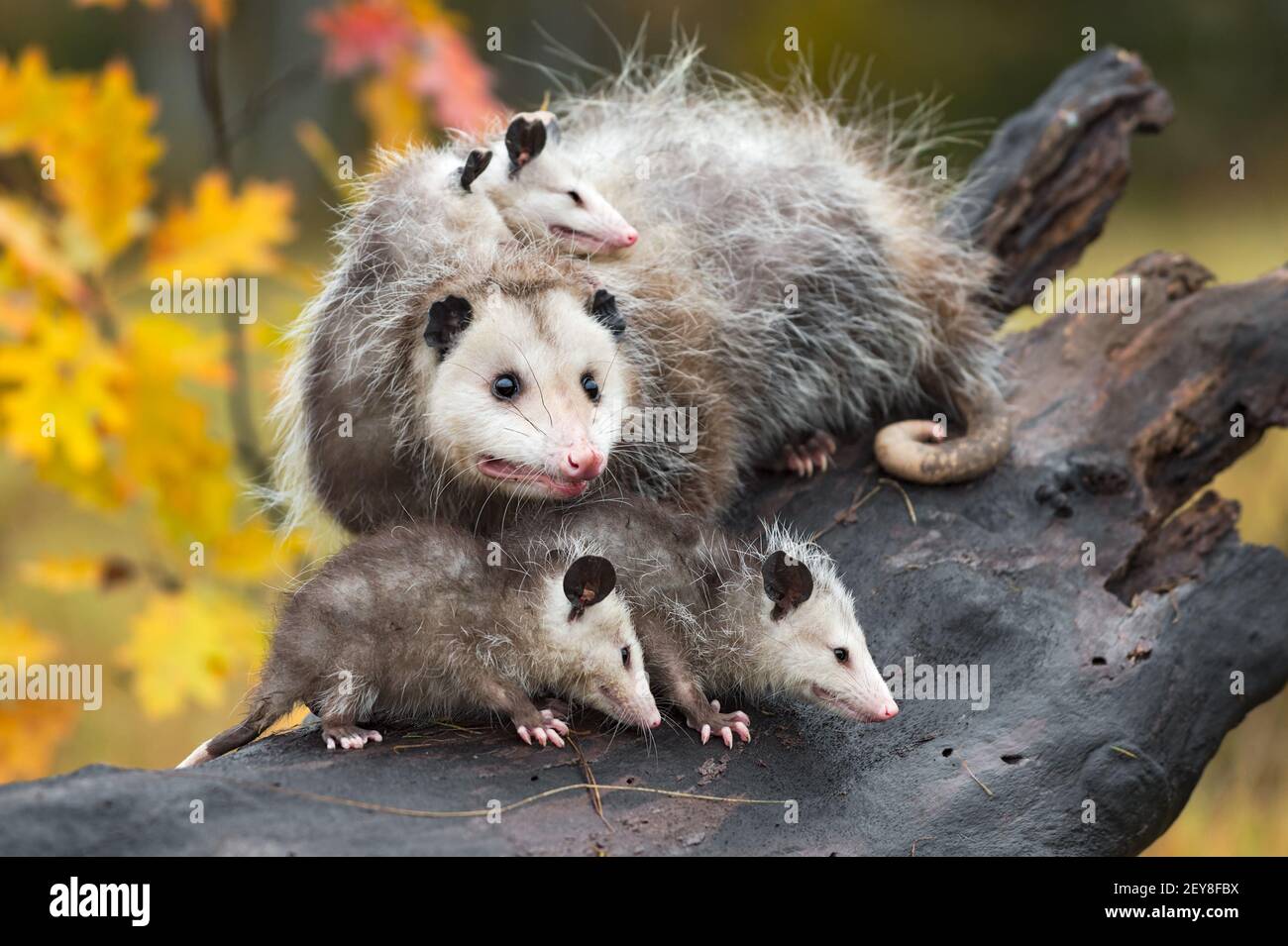 Virginia Opossum (Didelphis virginiana) E Famiglia su Log Autunno - animali in cattività Foto Stock