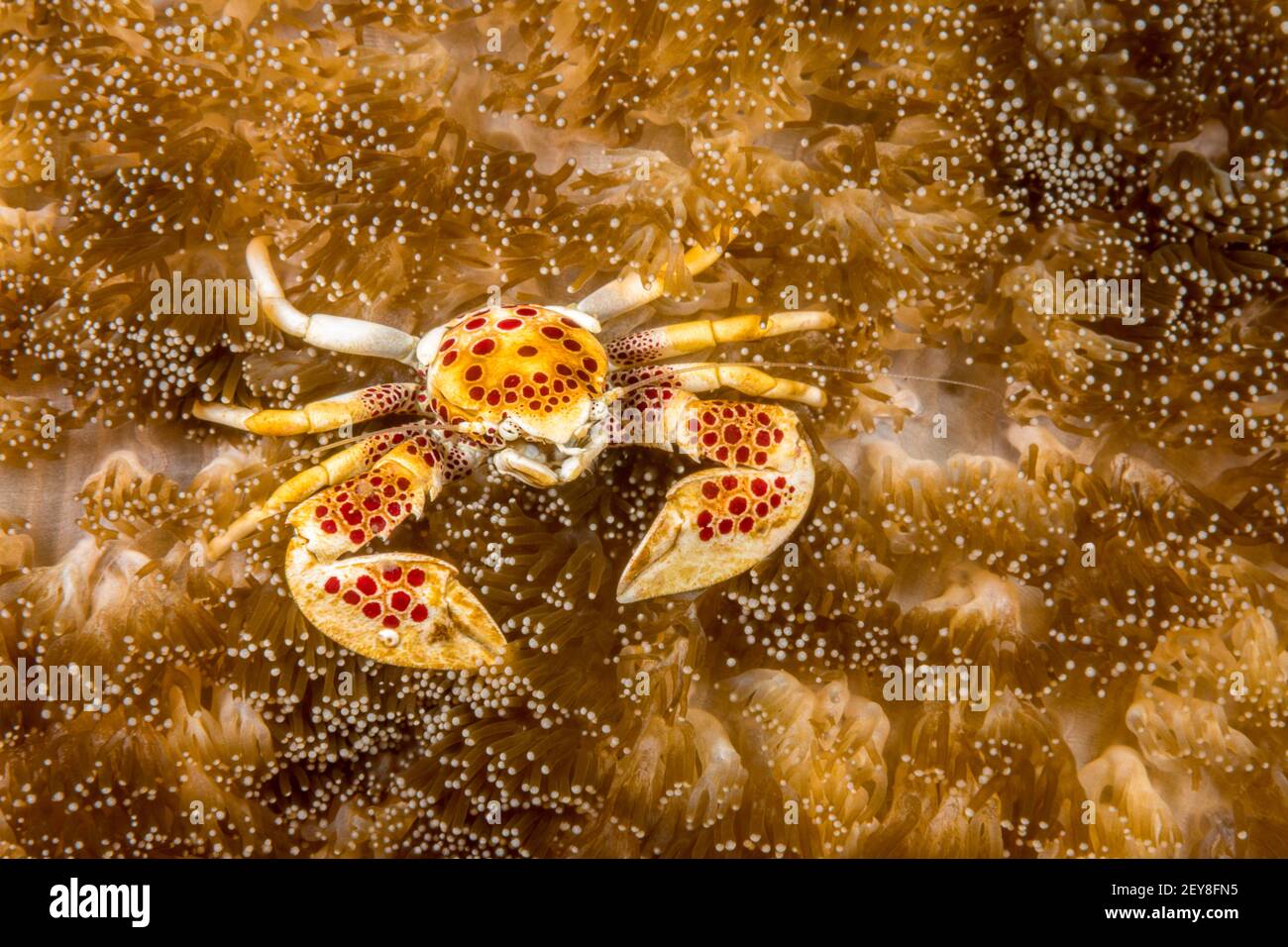 Il granchio di porcellana, Neopetrolisthes maculatus, è comune negli anemoni marini, Filippine. Foto Stock