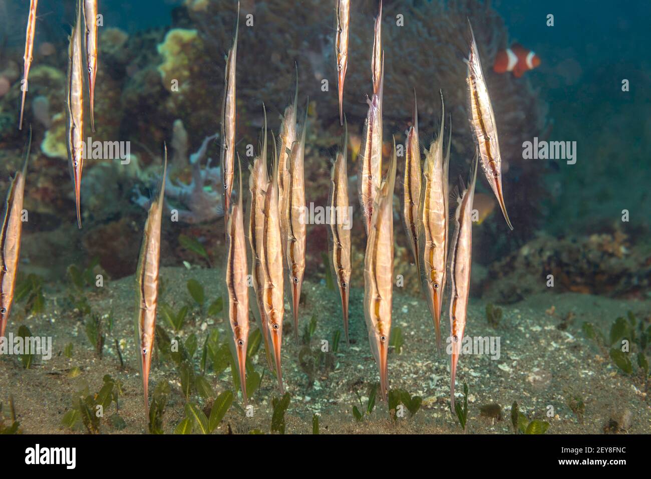 Scolando gamberi, Aeoliscus strigatus, nuotate in verticale, a testa in giù, posizionate e nutrite i crostacei planctonici. Filippine. Foto Stock