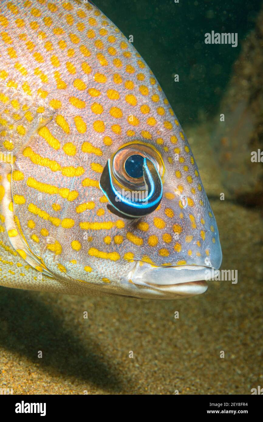 Questo dolcetti o limonfish puntato d'oro, Plectorhinchus flavomaculatus, sta ottenendo un'occhiata da vicino da un wrasse più pulito del bluestreak, Labroides dimidiatus, Foto Stock