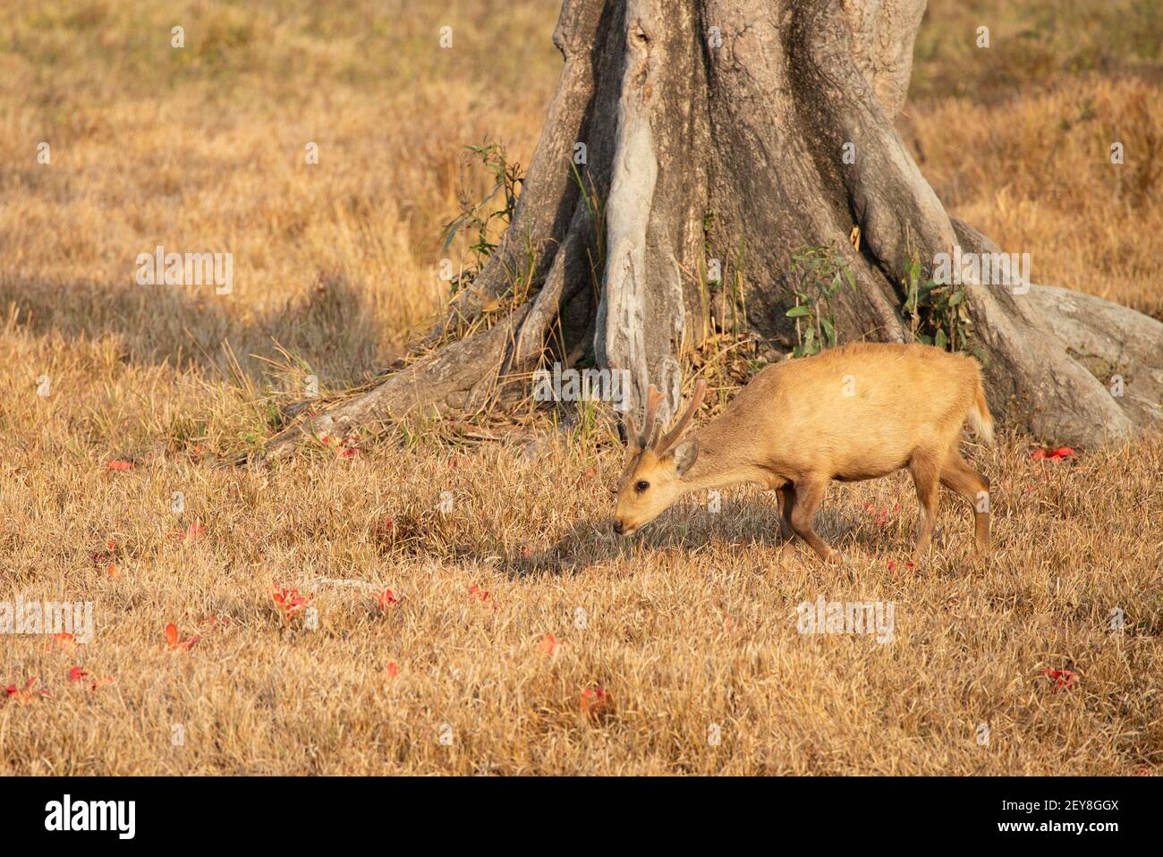 Il Porco cervo (Axis porcinus) Foto Stock