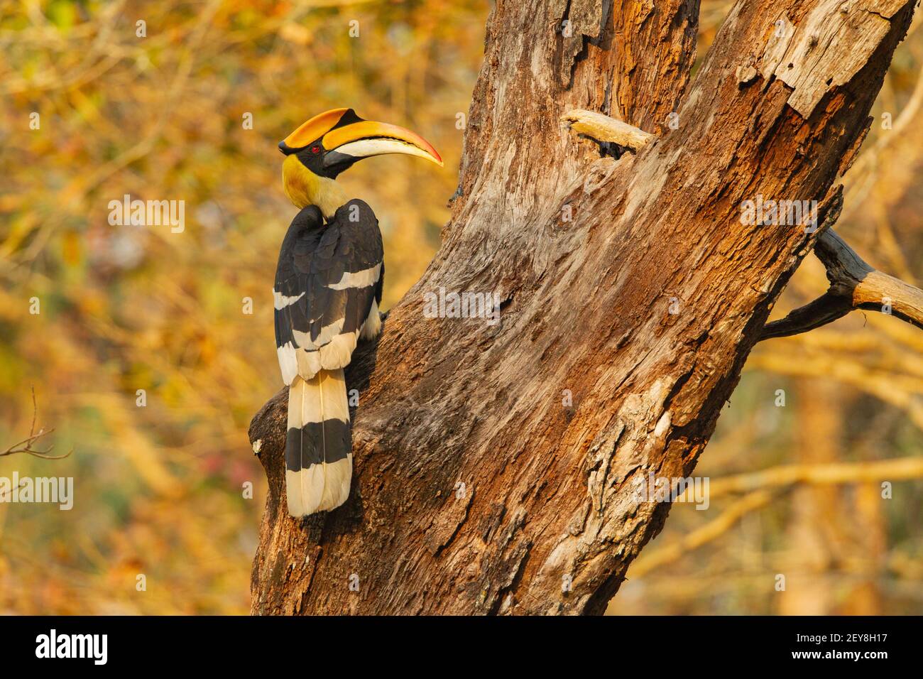 Grande Hornbill (Baderos bicornis) arroccato su un tronco di albero Foto Stock