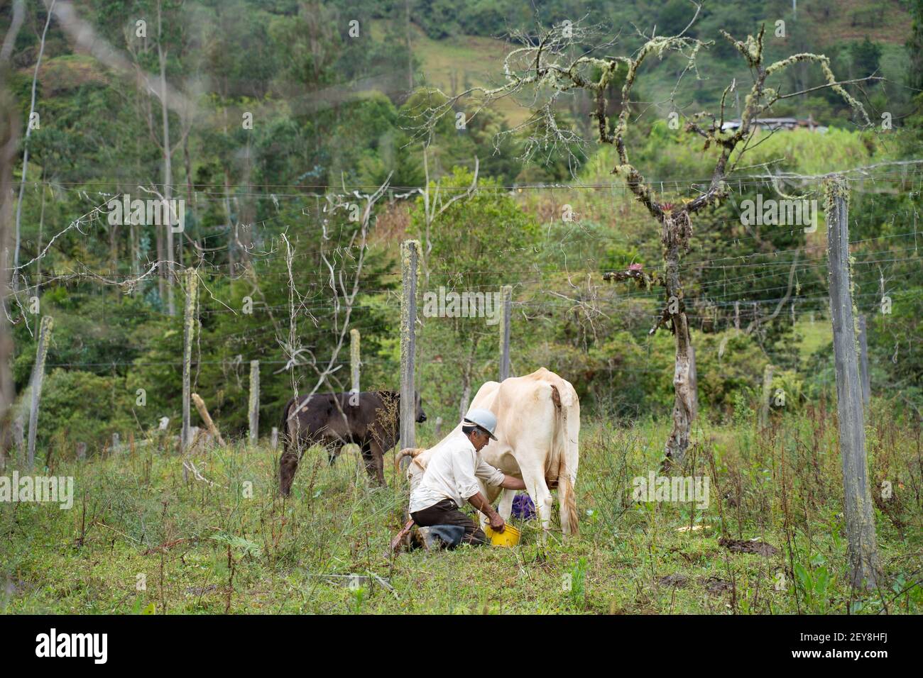 Mungere le mucche, Guayabal, Ramiriqui, Boyaca, Colombia Foto Stock