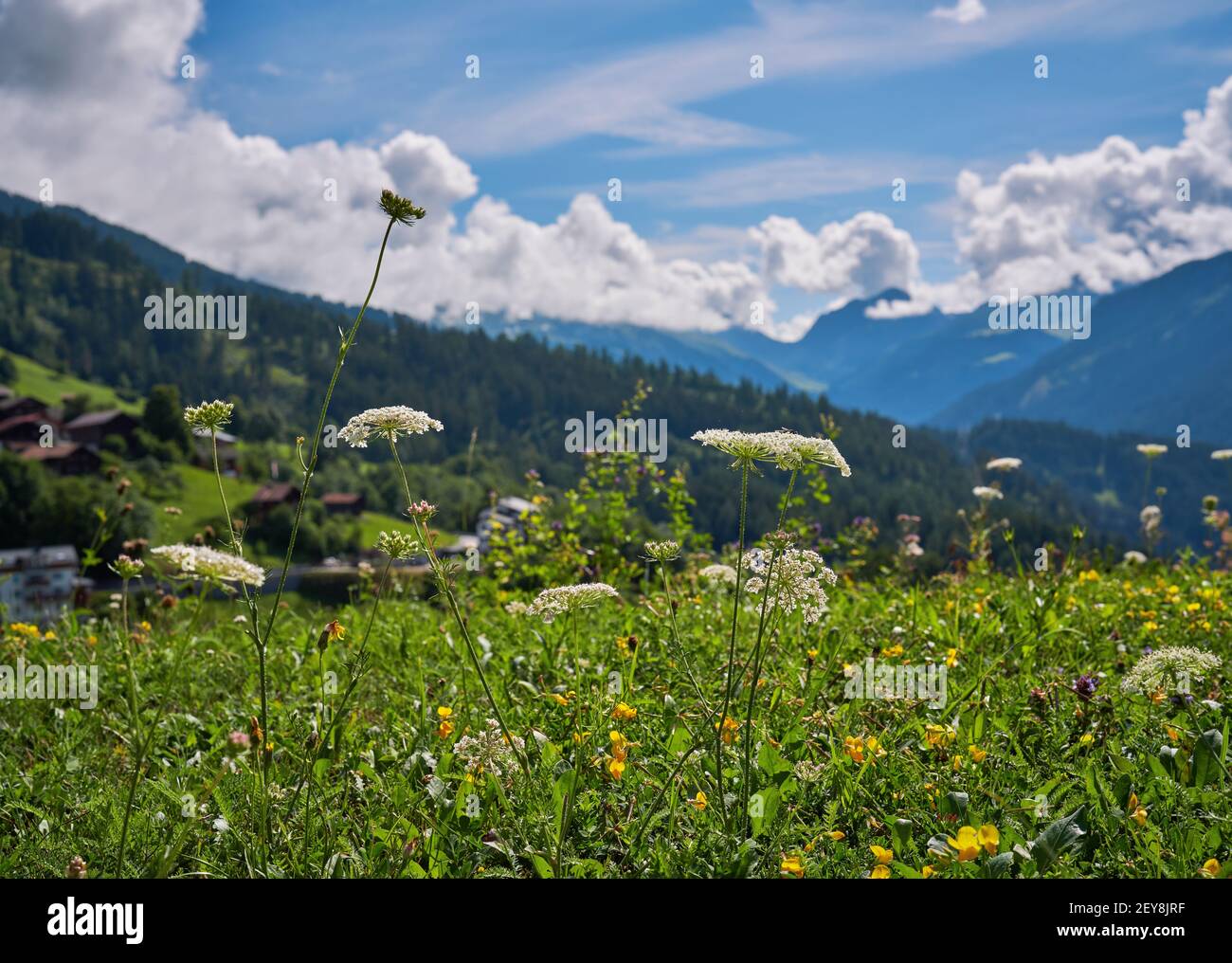 Vista panoramica del bellissimo paesaggio nelle Alpi svizzere con bellissimi fiori Foto Stock