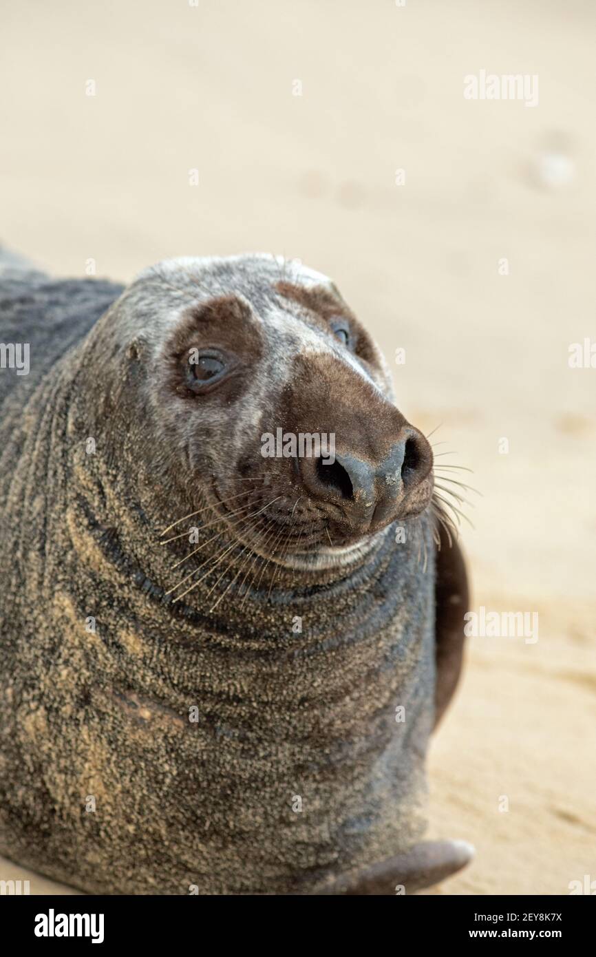 Gray Seal Halichoerus grypus. Adulto maschio,o Boll Primo piano della testa che mostra i dettagli delle caratteristiche del viso. Gli occhi delle narici del naso della fronte romana hanno sabbia asciutta Foto Stock