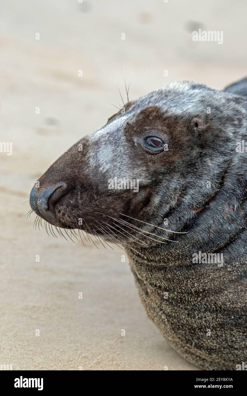 Gray Seal Halichoerus grypus. Adulto maschio o toro. Verticale. Caratteristiche del viso, dettagli. Fronte naso romano, narici aperte, chiuse, occhi circondati da sabbia. Foto Stock