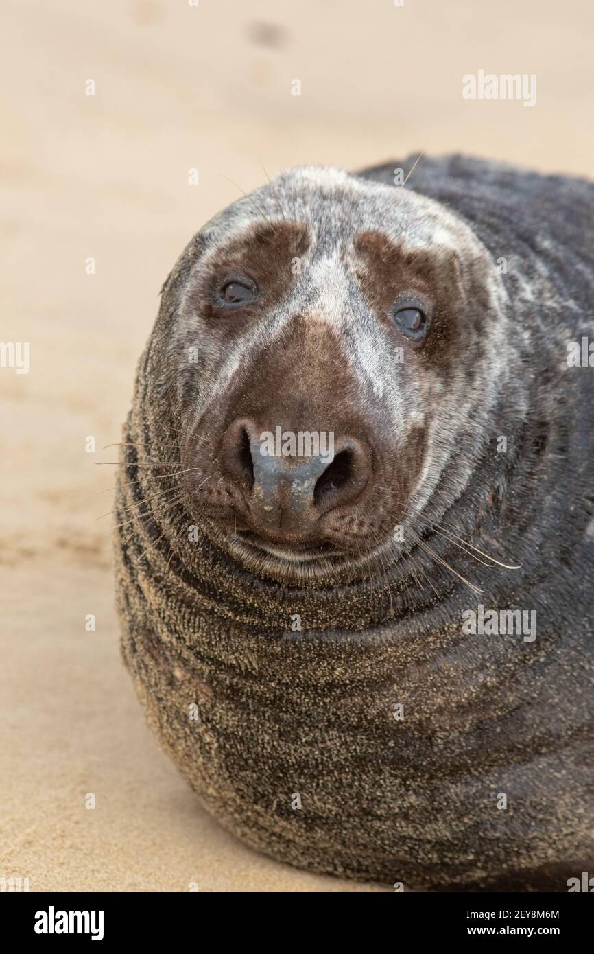 Gray Seal Halichoerus grypus. Adulto maschio,o Boll Primo piano della testa che mostra i dettagli delle caratteristiche del viso. Gli occhi delle narici del naso della fronte romana hanno sabbia asciutta Foto Stock