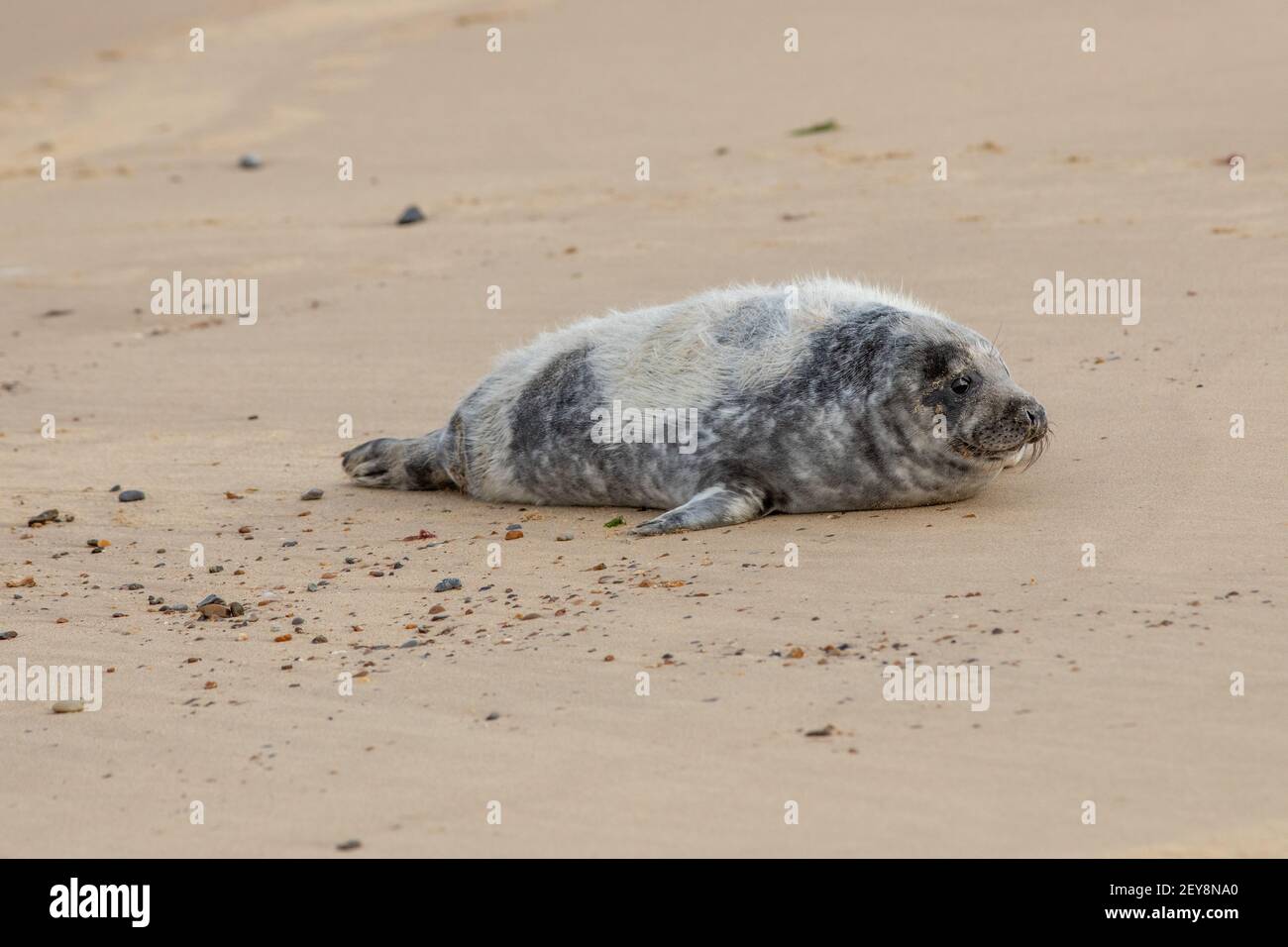 Gray Seal (Halichoerus grypus). Cucito di settimane. Molatura natale pelliccia bianca, con il pelage grigio adolescente in gran parte sul posto. Winterton, Norfolk. Foto Stock