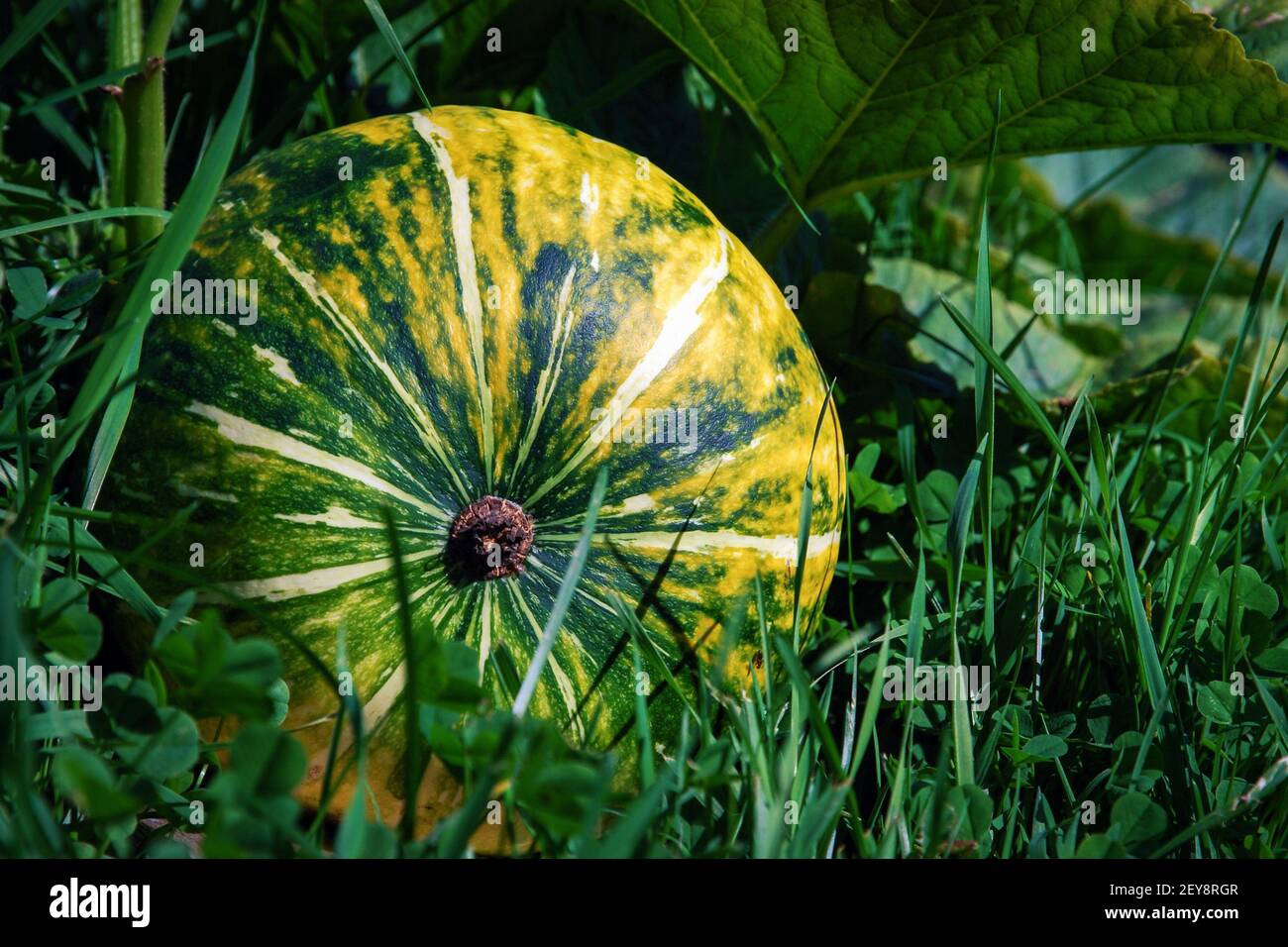 Grande zucca (Cucurbita maxima) coltivato in casa nel giardino cottage Foto Stock