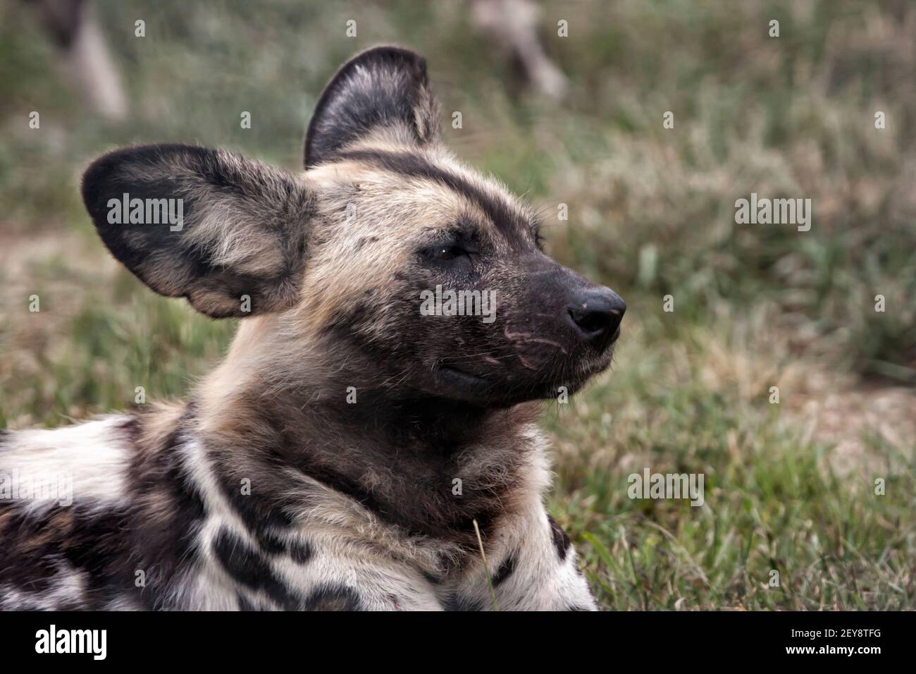 Cane selvaggio africano testa e spalle Foto Stock