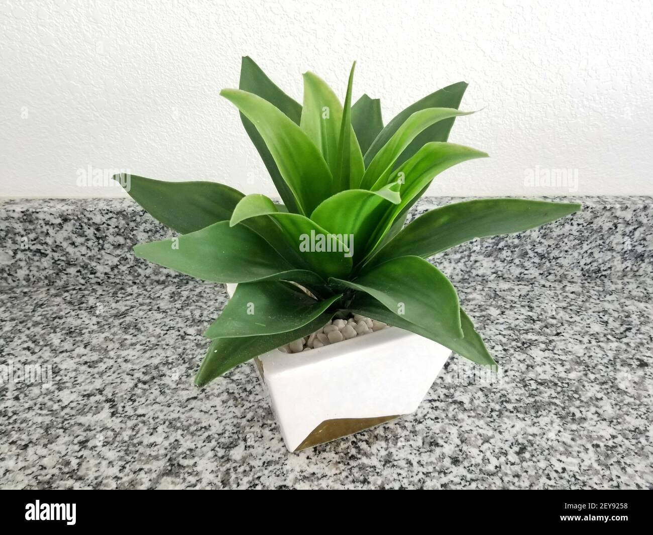 Una pianta tropicale verde su una pentola di ceramica bianca e. il banco in marmo Foto Stock