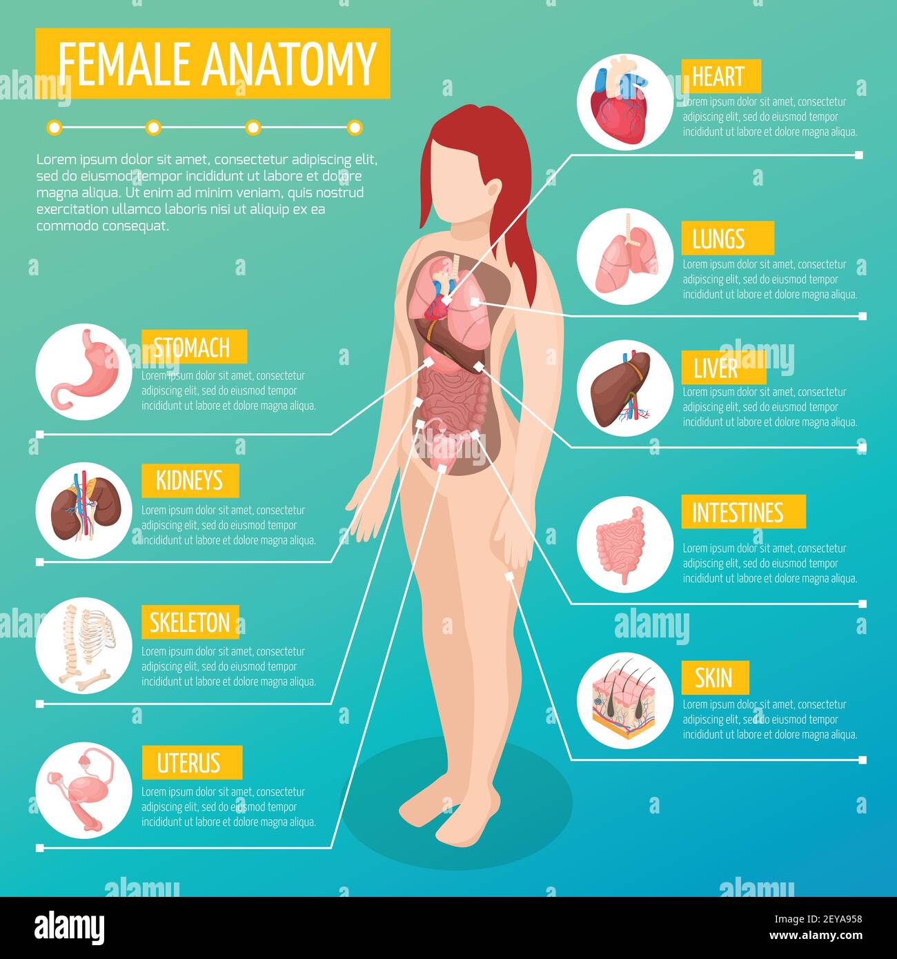 Layout infografico anatomia femminile con posizione e definizioni di interno organi nella figura del vettore isometrico del corpo femminile Illustrazione Vettoriale