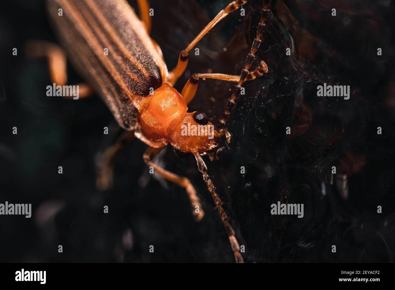 Un incredibile macro di un grande coleottero con lungo antenne nel suo habitat naturale Foto Stock