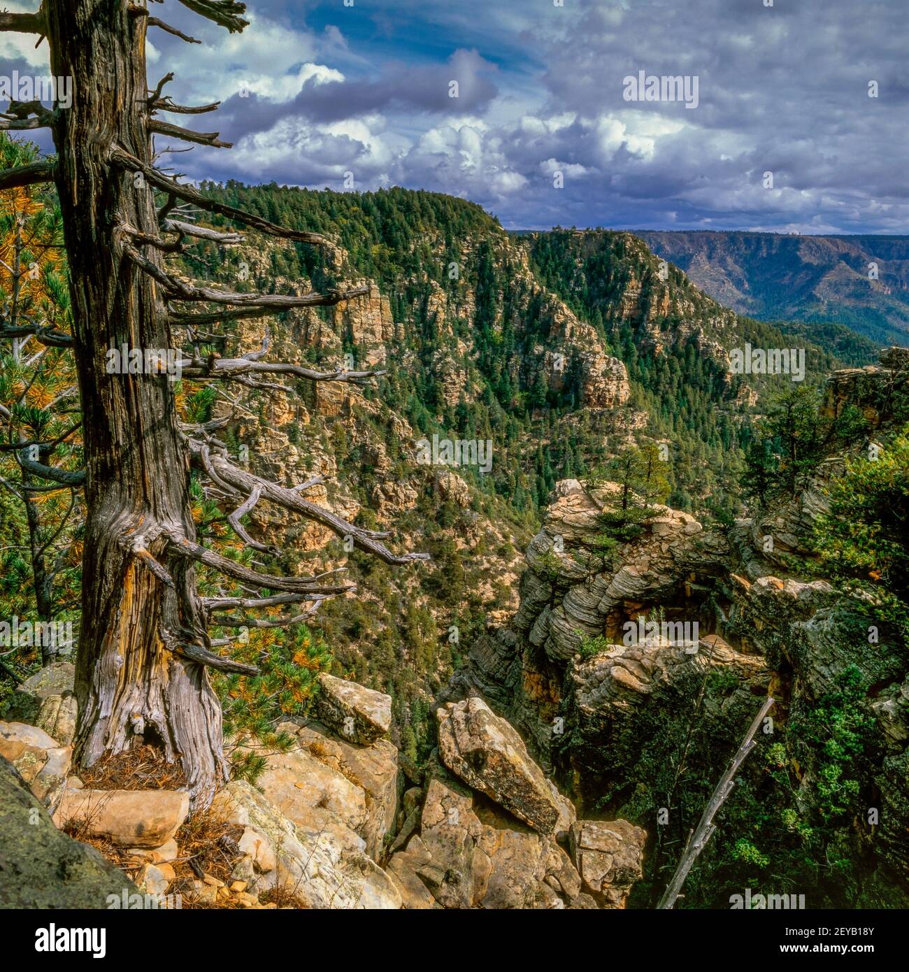 Mogollon Rim, Coconino National Forest, Yavapai County, Arizona Foto Stock