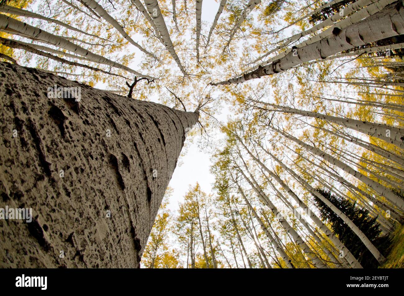 Quaking Aspen boschetto in autunno, vista fisheye, SW Colorado Foto Stock