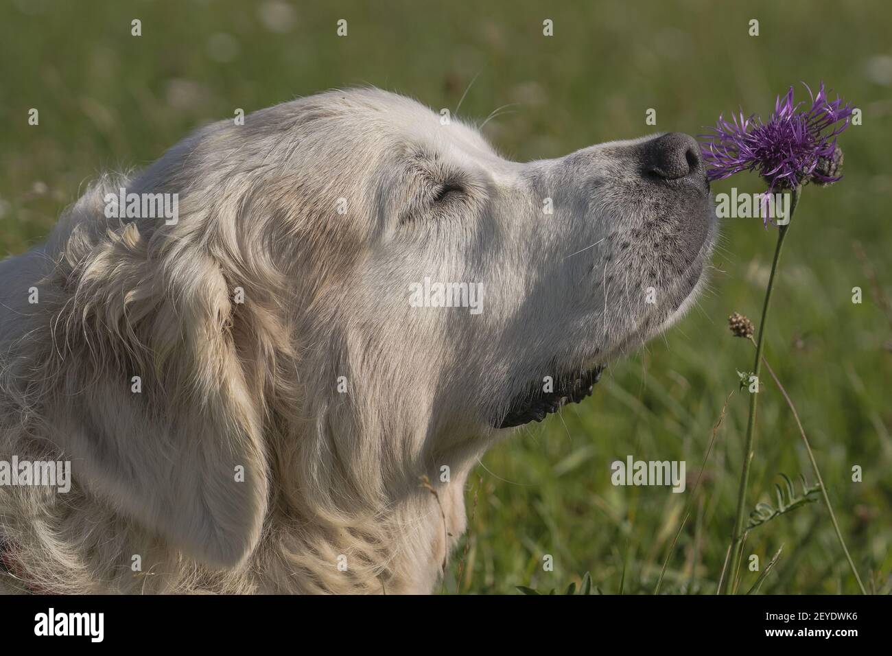 Il mio botanico Foto Stock