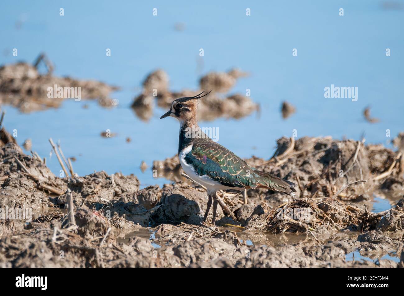 northern lapwing, nyivit, Vanellus vanellus, Ebro Delta, Catalogna, Spagna Foto Stock