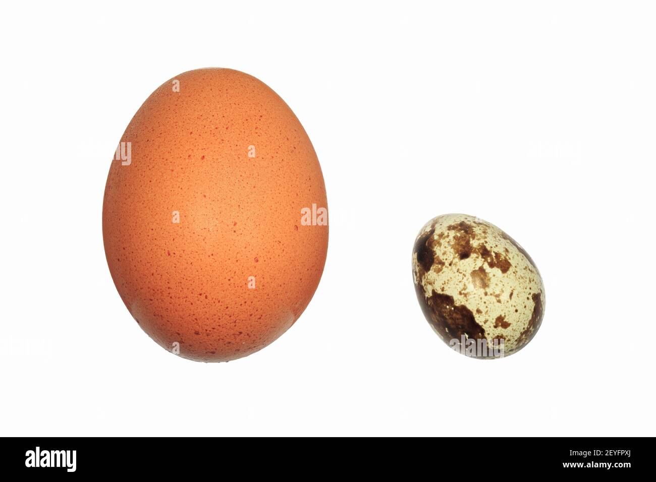Un uovo di gallina fianco a fianco con un uovo di quaglia molto più piccolo e macchiato. Isolato su bianco Foto Stock
