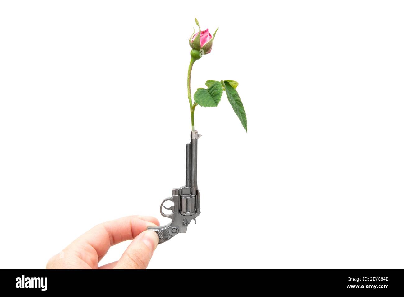 Vista del raccolto di una mano femmina che tiene una piccola pistola con una rosa rossa nel cilindro isolato su bianco. Foto Stock