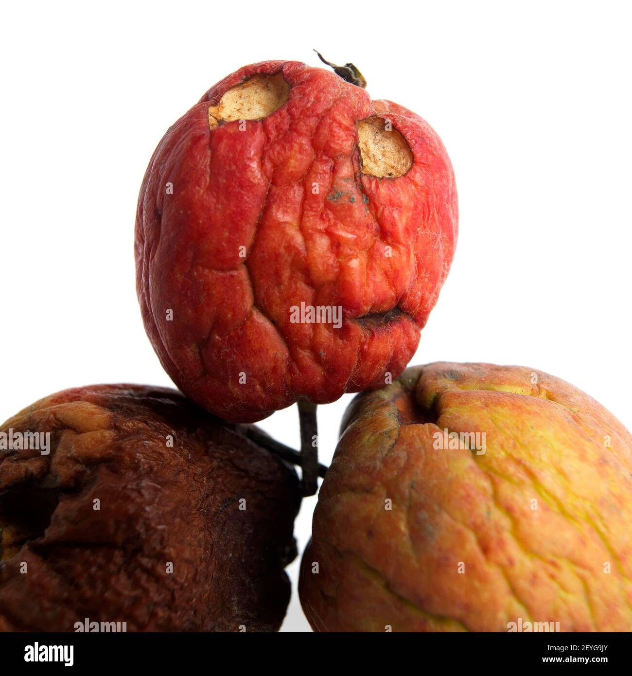 Tre mele marcio frutti isolati sul fondo bianco Foto Stock