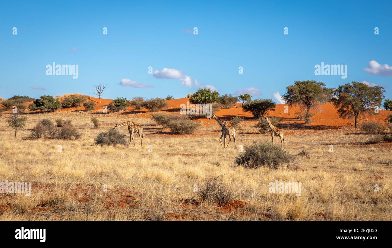 Una torre di giraffe (Giraffa Camelopardalis) che cammina nella savana, deserto di Kalahari, Namibia. Foto Stock