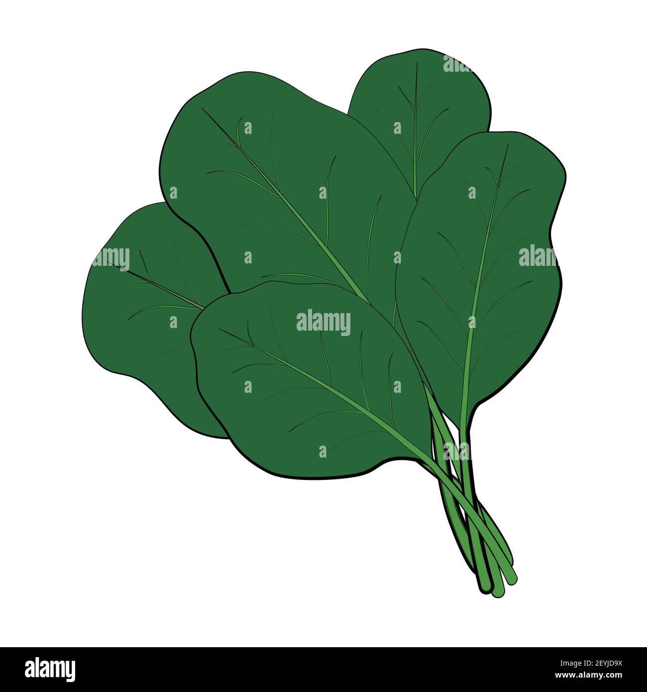 Un mazzo di spinaci verdi freschi. Cibo crudo per vegani. Un ingrediente per la cucina orientale. Cibo sano, vitamine primaverili, cibo naturale. Vettore illustrati Illustrazione Vettoriale
