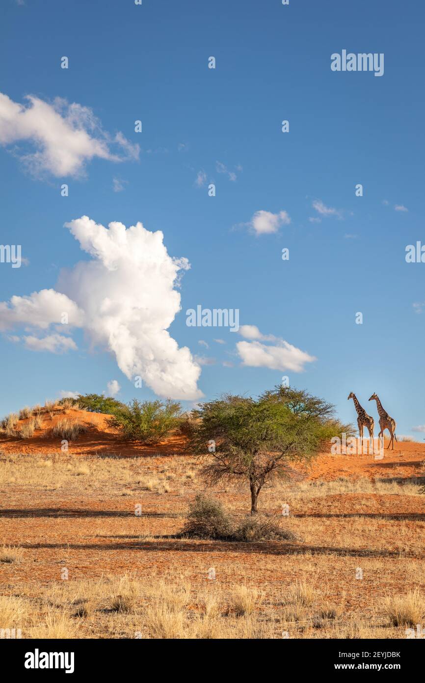 Due giraffe (Giraffa Camelopardalis) all'orizzonte, deserto di Kalahari, Namibia. Foto Stock