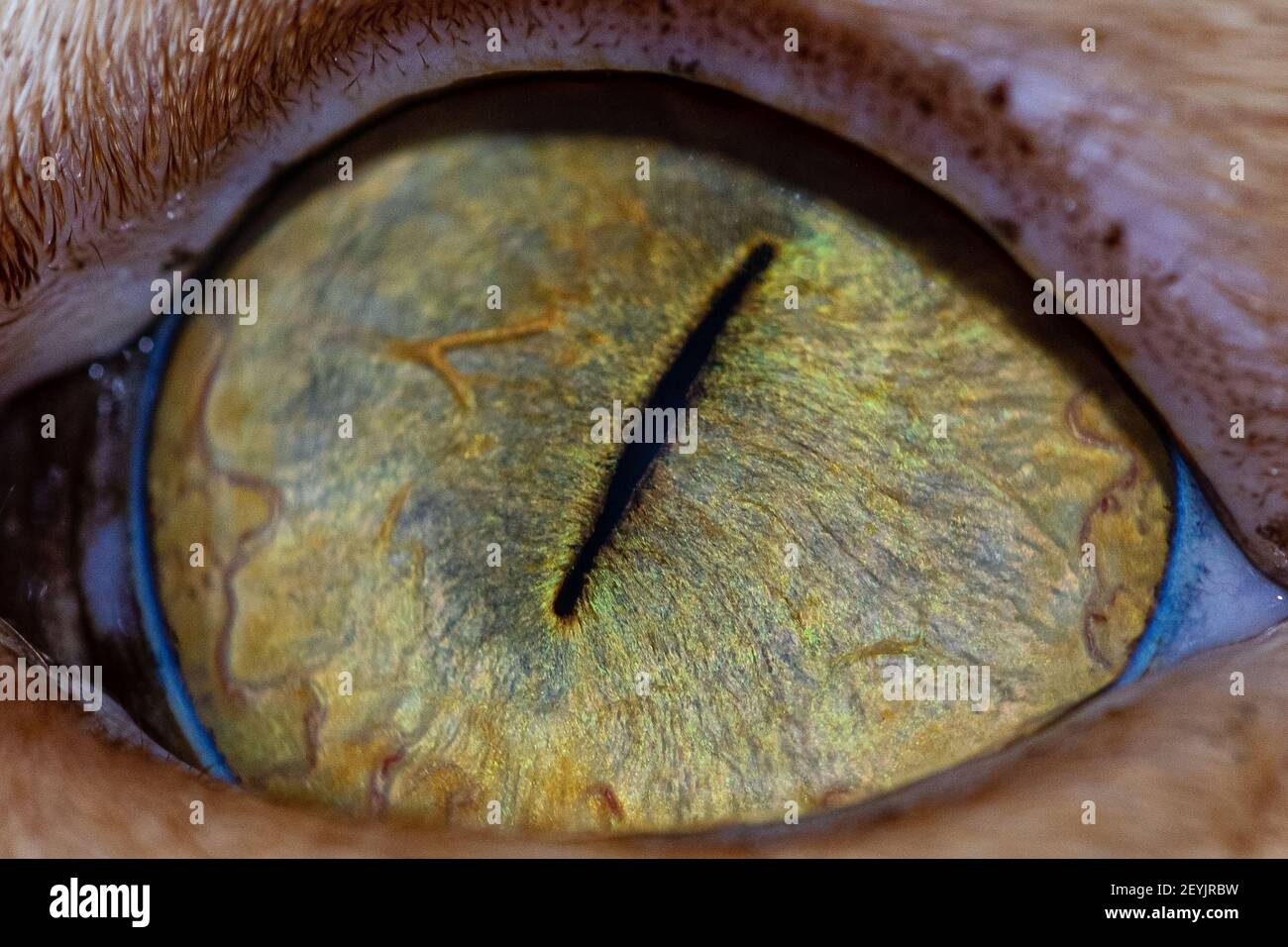 Dettaglio di pupilla e iride dell'occhio di un gatto, dettaglio anatomico felino Foto Stock