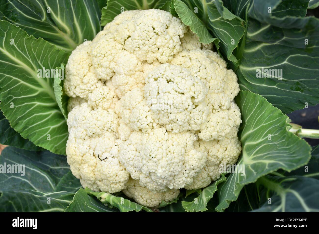 Vista ravvicinata del cavolfiore bianco sulla pianta, Brassica oleracea. Agricoltura ecologica nelle zone rurali. Foto Stock