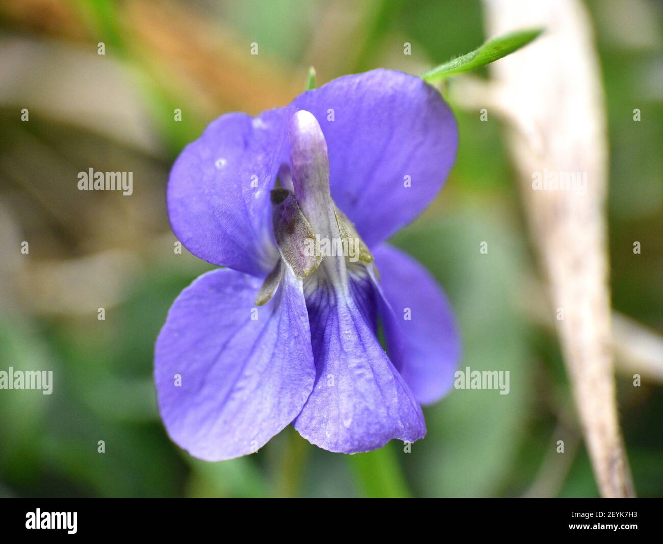 Macro dettaglio del fiore viola femminile (viola odorata). Giornata di sole a Munilla, la Rioja, Spagna. Foto Stock