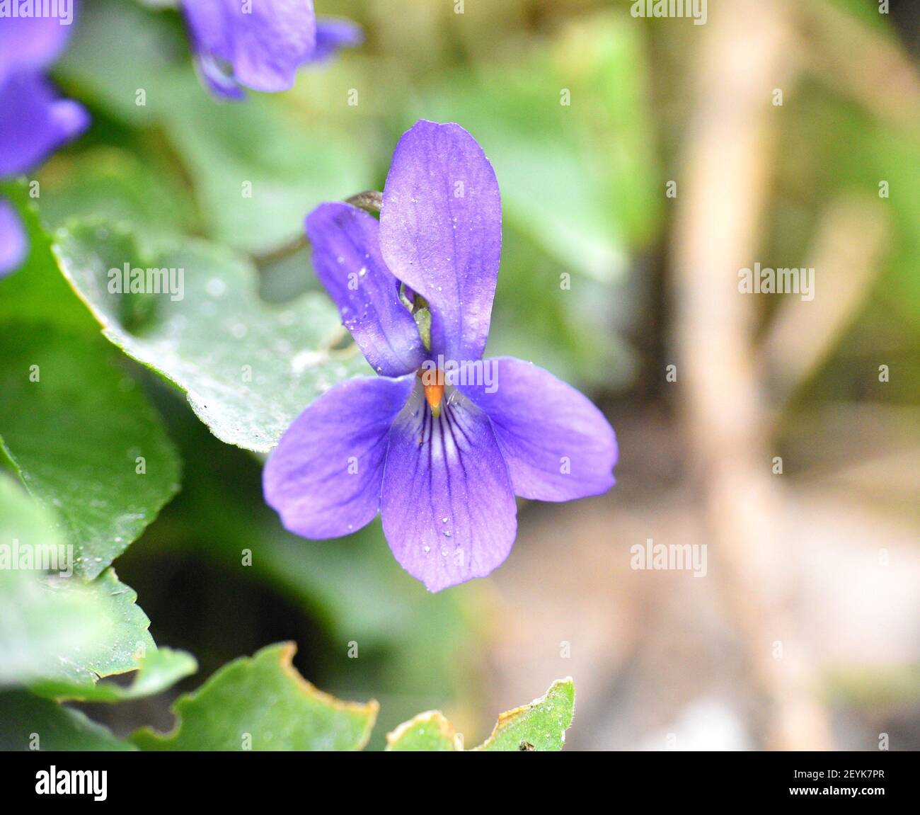 Macro dettaglio del fiore viola maschile (viola odorata). Giornata di sole a Munilla, la Rioja, Spagna. Foto Stock