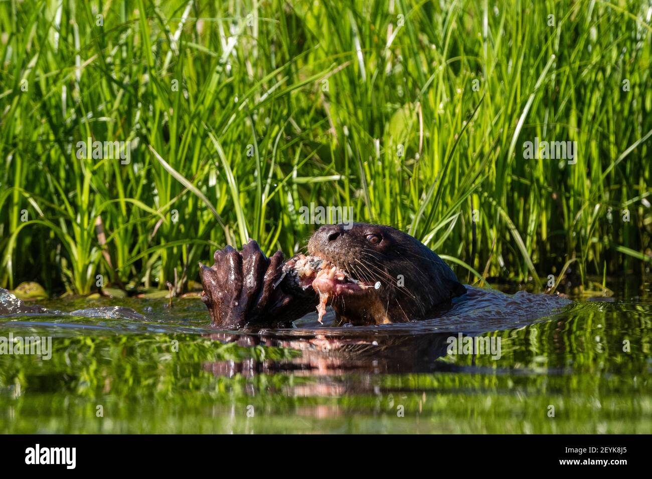 Giant Otter (Pteronura brasiliensis), Pantanal, Mato Grosso, Brasile. Foto Stock