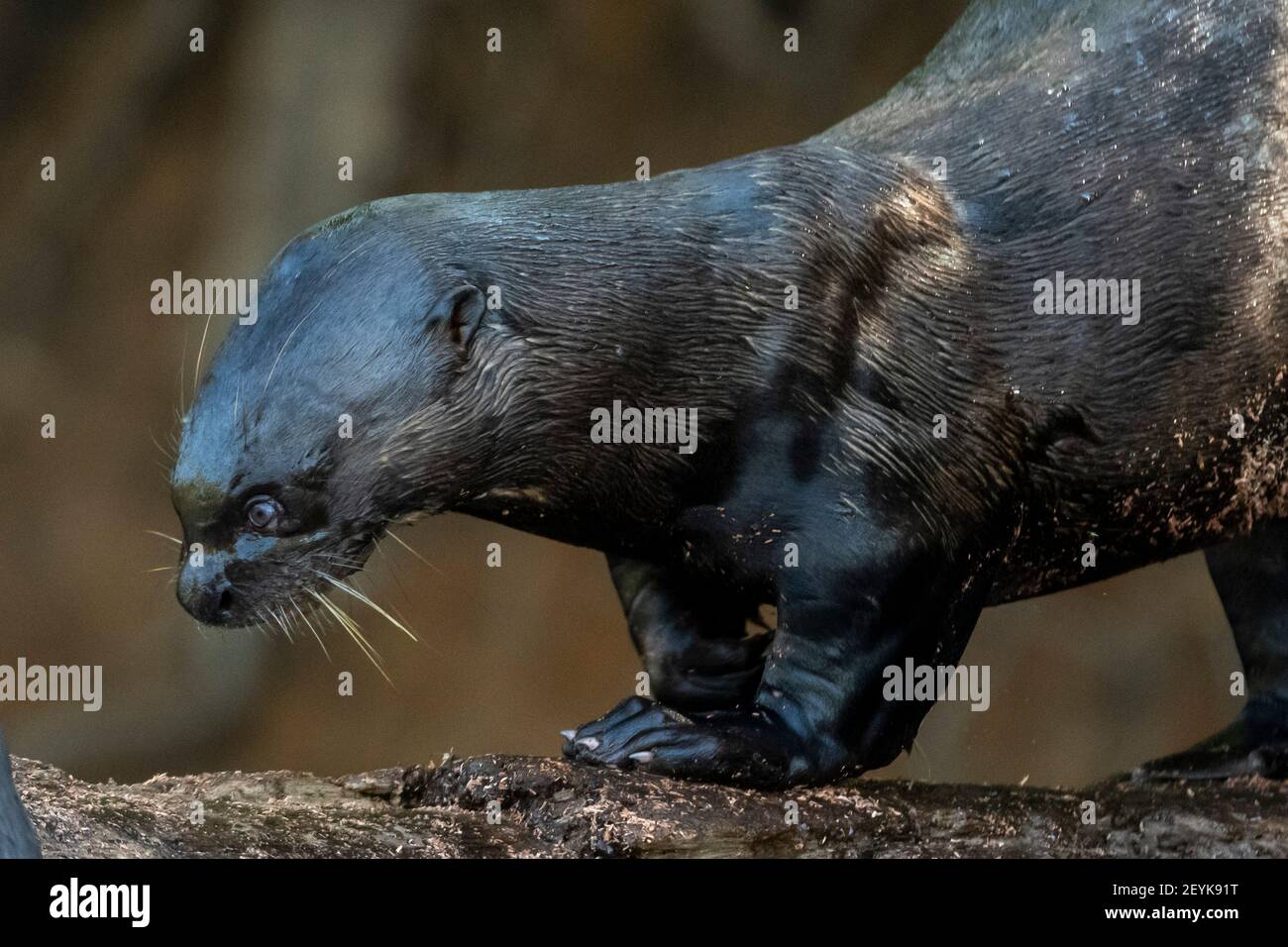 Lontra gigante (Pteronura brasiliensis), Pantanal, Mato Grosso, Brasile. Foto Stock