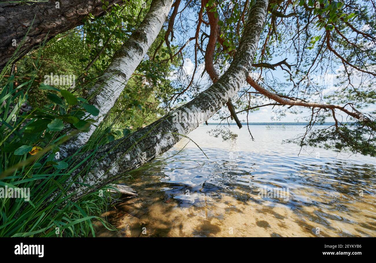 Betulla albero in lago di sfondo spiaggia in giornata di sole Foto Stock