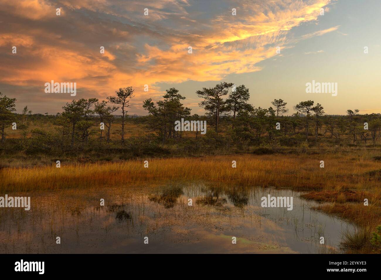 Tradizionale paesaggio di palude in Estonia. Sentiero natura Hupassaare. Foto Stock