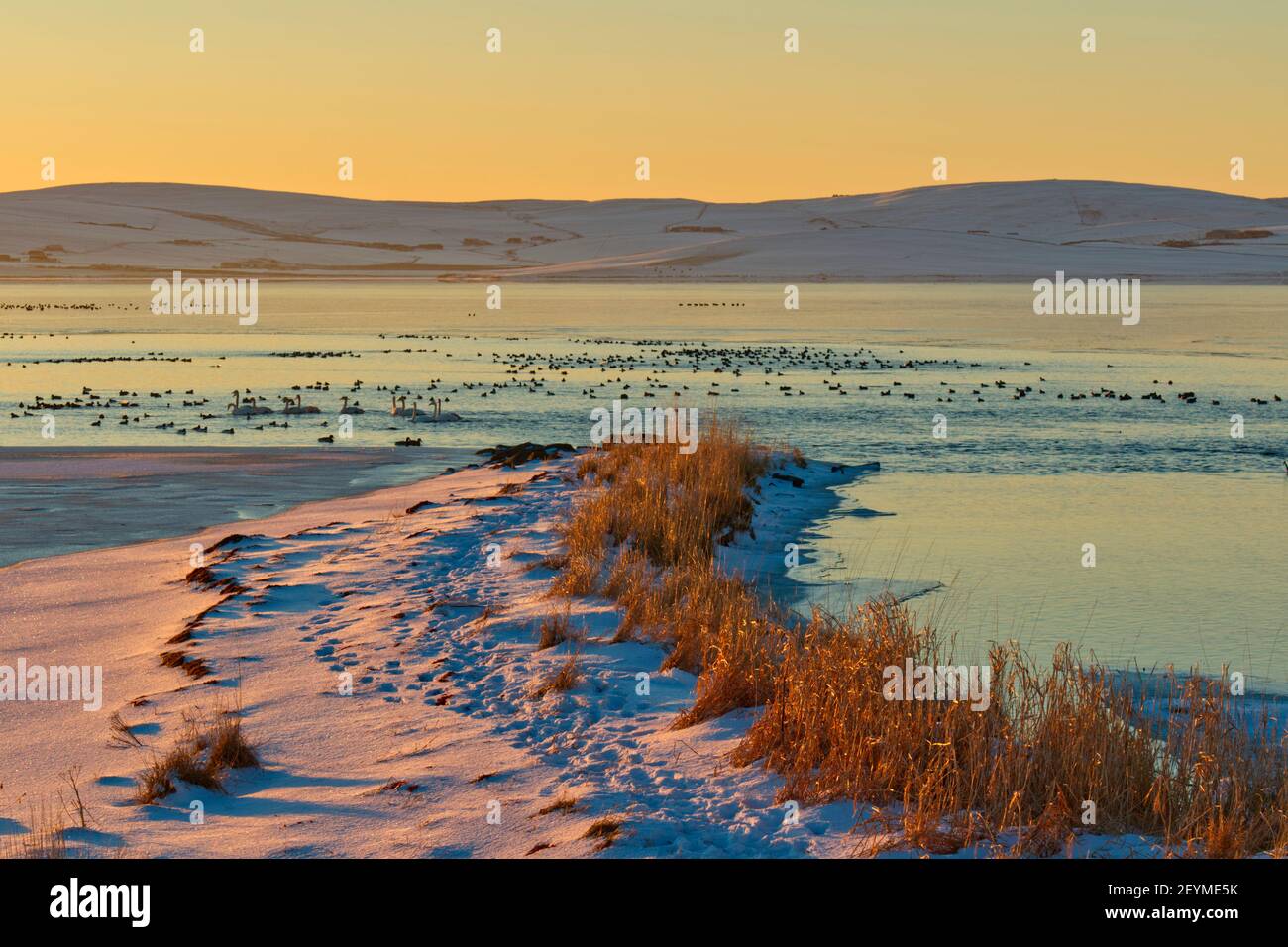 Uccelli su parzialmente congelato Stenness Loch, Orkney Isles Foto Stock