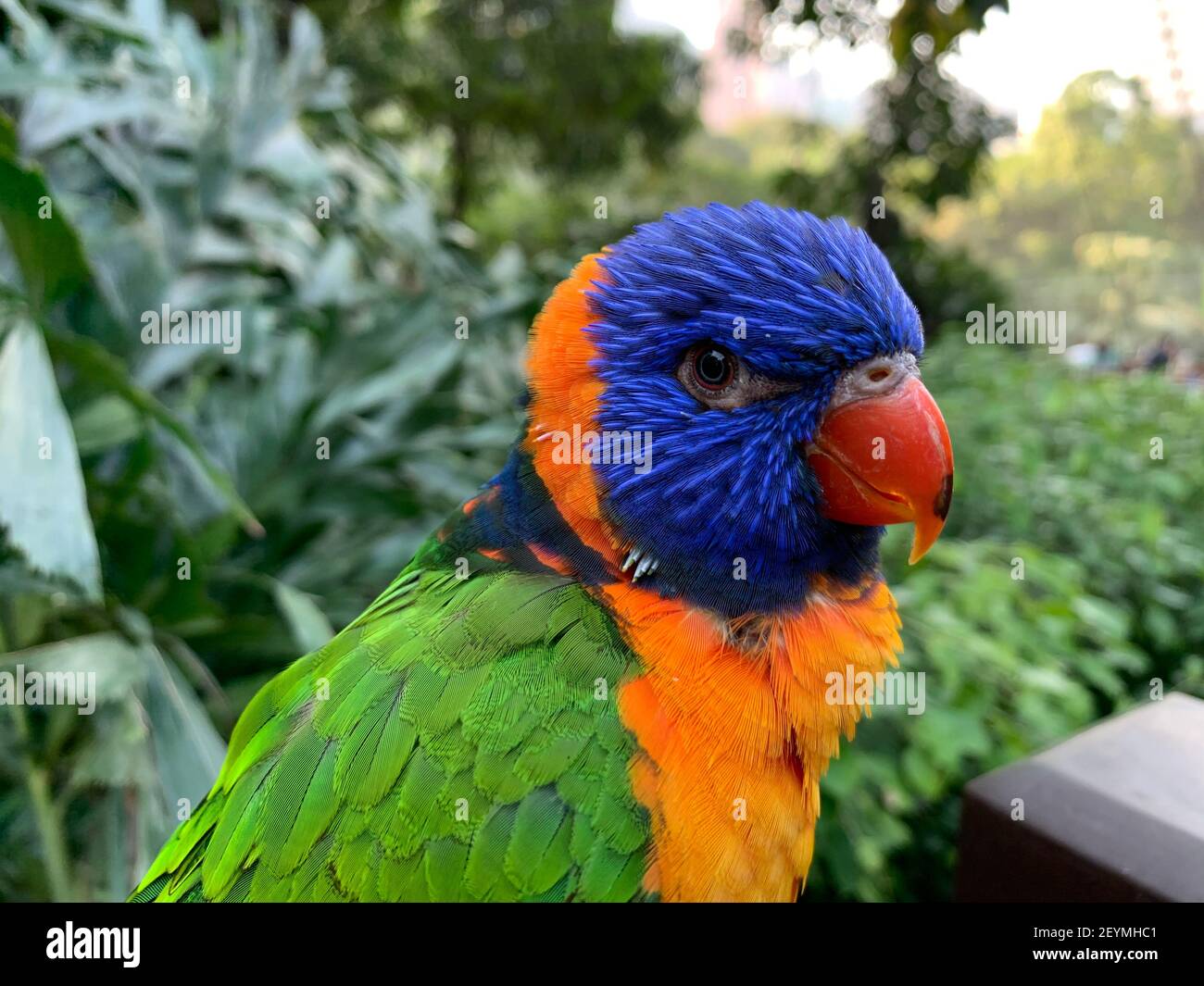 Rainbow Lorikeet Foto Stock