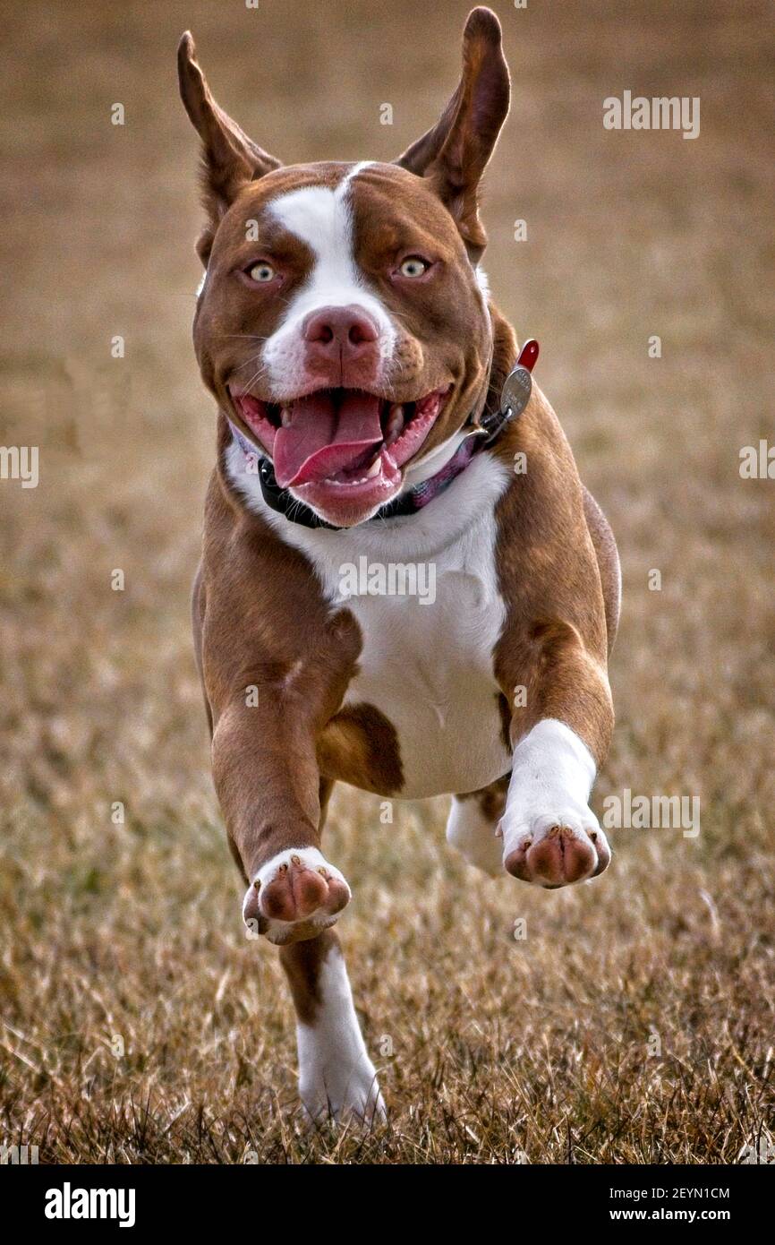 Buon cucciolo americano di bulldog che corre Foto Stock