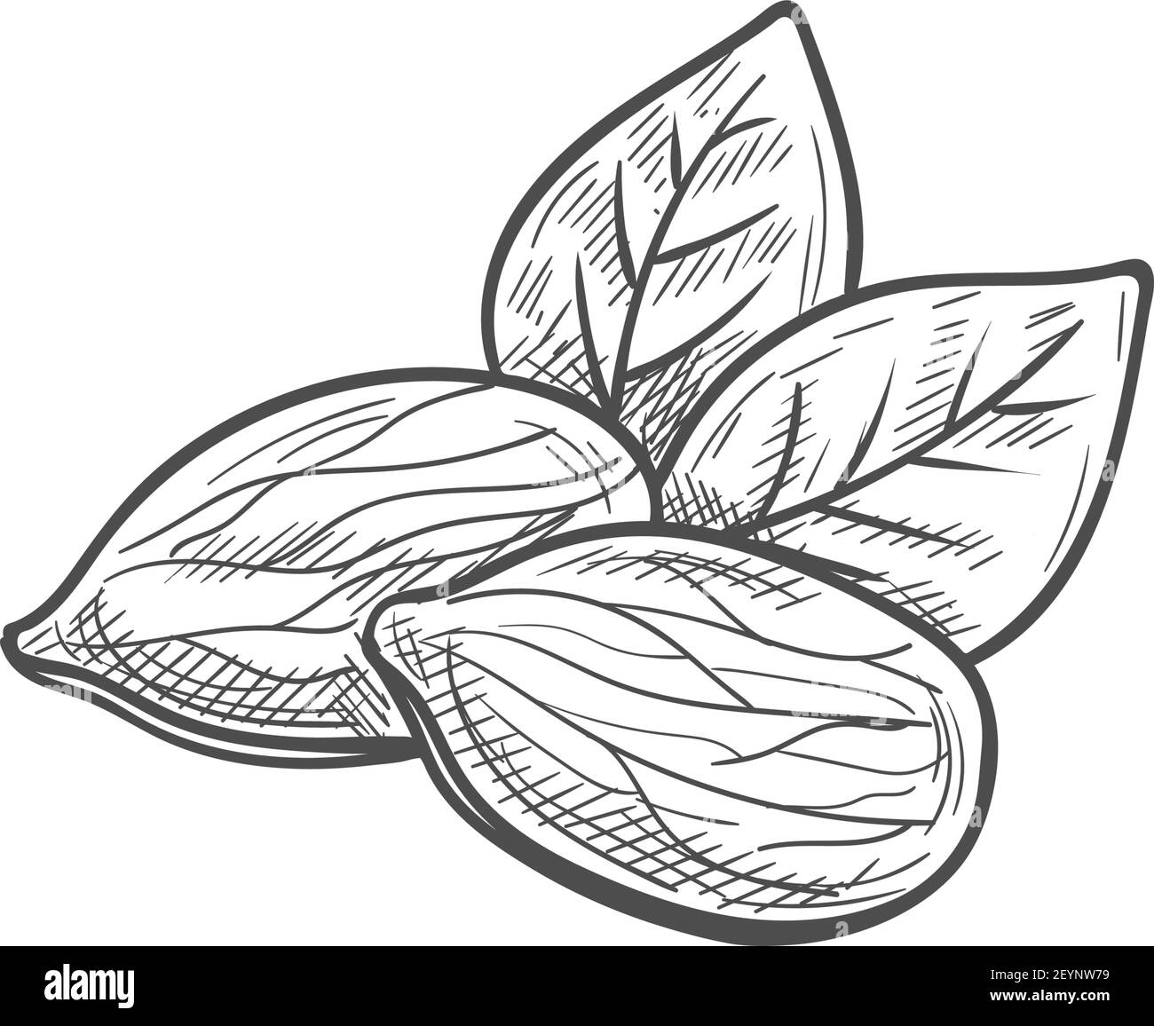 I semi di mandorle sgusciate isolavano drupe di frutta con foglie verdi Sketch.Vector ha sparato drupe di frutta Illustrazione Vettoriale