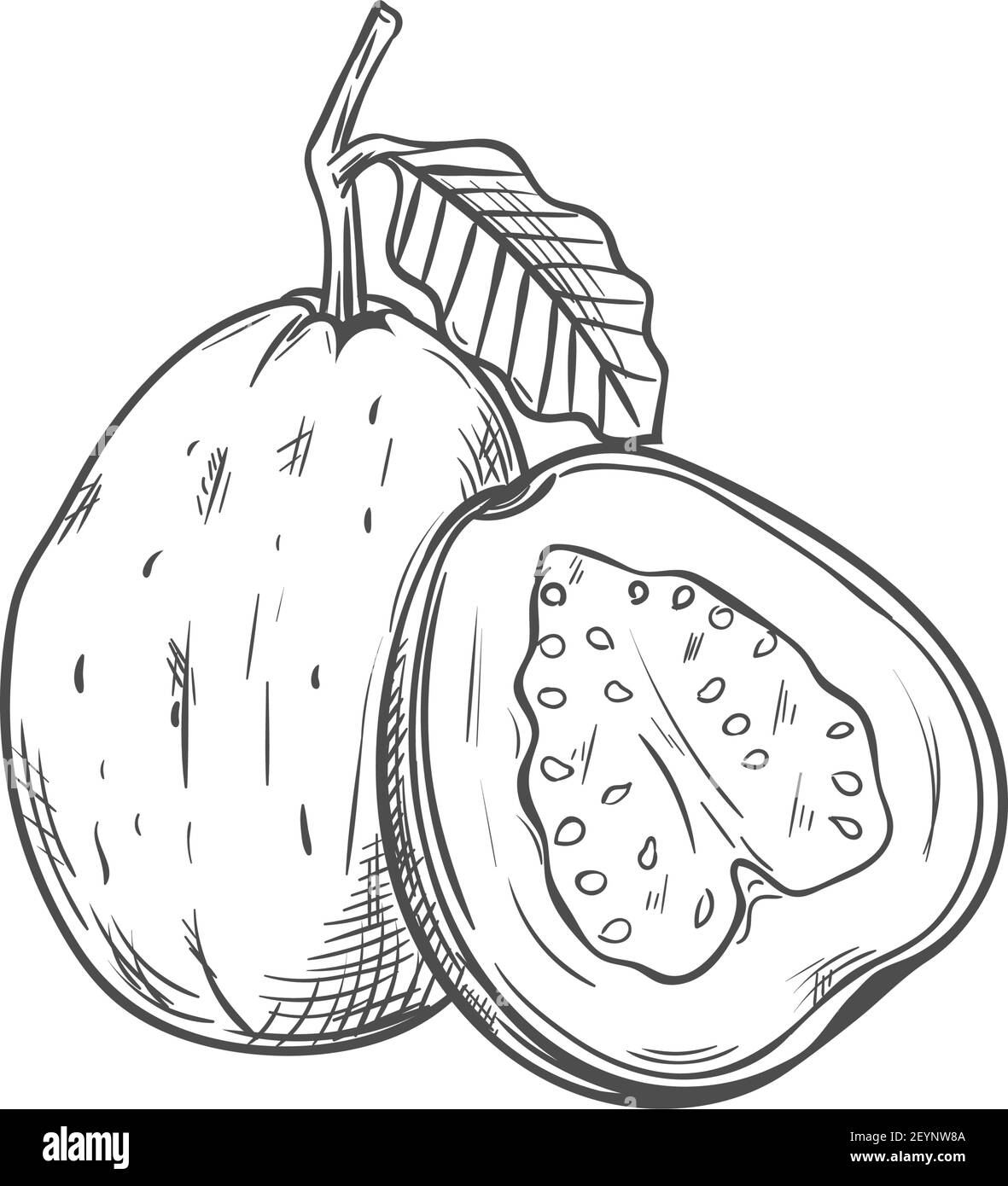 Frutto tropicale guava intero, mezzo isolato schizzo. Vettore frutta tropicale commestibile, dessert cibo esotico Illustrazione Vettoriale