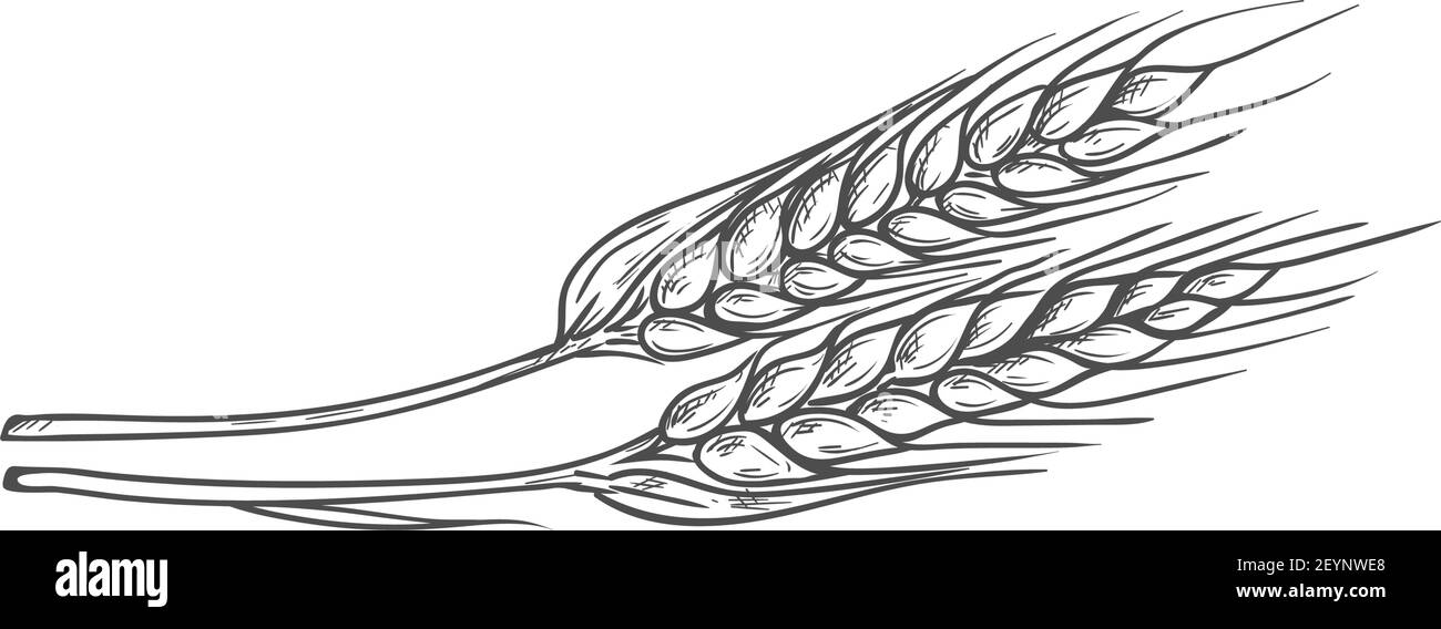 Golden grain spica orecchie isolate di grano schizzo. Pianta di pane vettoriale, ingrediente di farina, grani interi secchi Illustrazione Vettoriale
