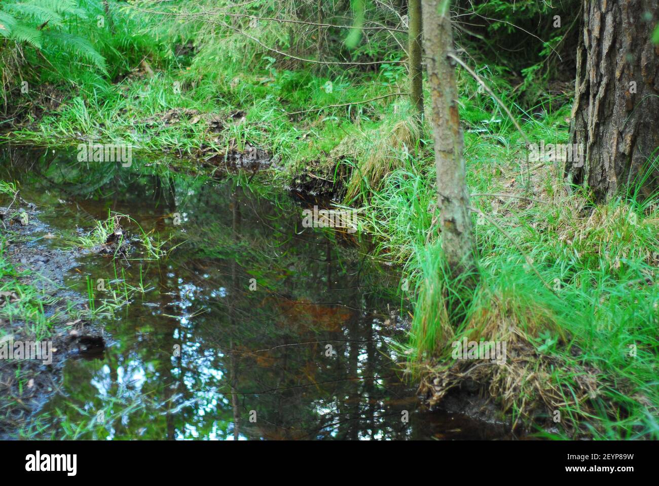 Foresta, fiume della foresta, erba verde della foresta, erba verde erbosa Foto Stock