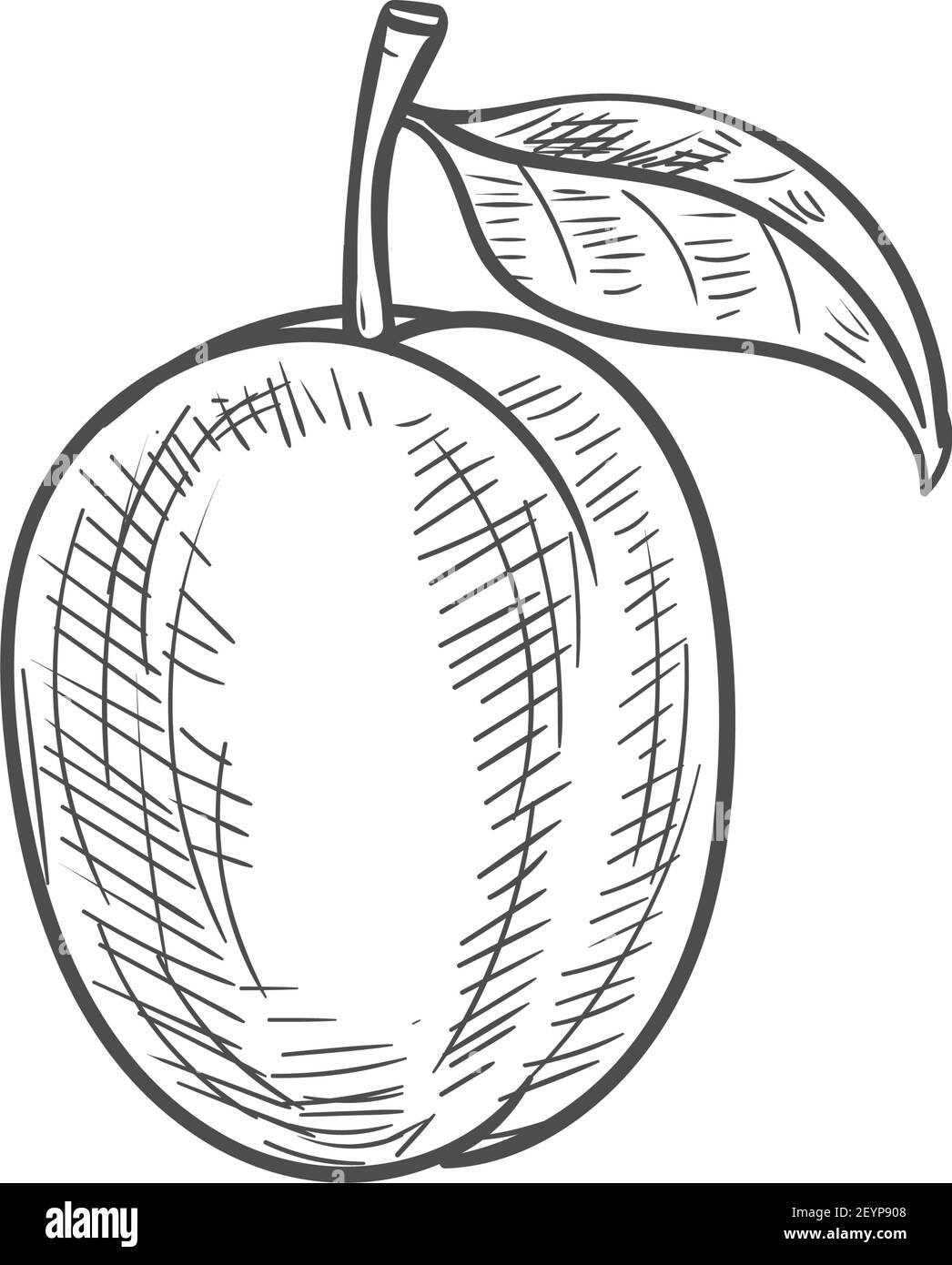 Frutto isolato di prugna con disegno a foglia. Vettore estate cibo dessert, frutti di bosco Illustrazione Vettoriale
